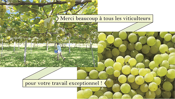 Un grand merci à tous les vignerons et vigneronnes  pour votre dévouement et votre passion !